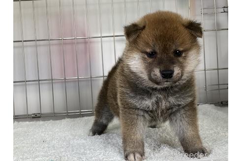 成約済の岡山県の柴犬-166095の4枚目