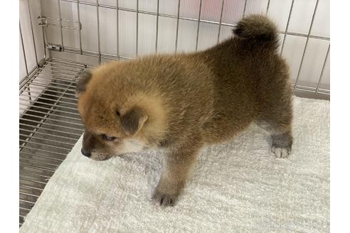 成約済の岡山県の柴犬-166095の3枚目