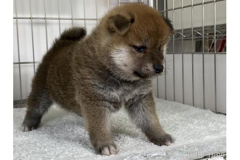 成約済の岡山県の柴犬-166095の2枚目