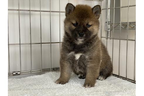 成約済の岡山県の柴犬-166096の1枚目