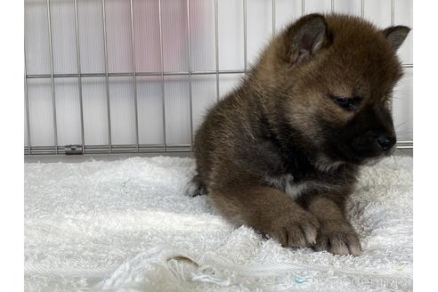 成約済の岡山県の柴犬-166096の5枚目