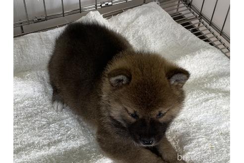 成約済の岡山県の柴犬-166096の4枚目