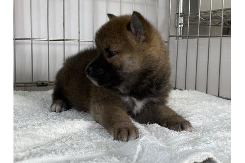 成約済の岡山県の柴犬-166096の3枚目