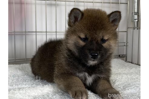 成約済の岡山県の柴犬-166096の2枚目