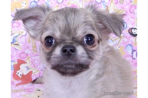 成約済の千葉県のチワワ(ロングコート)-164491の8枚目