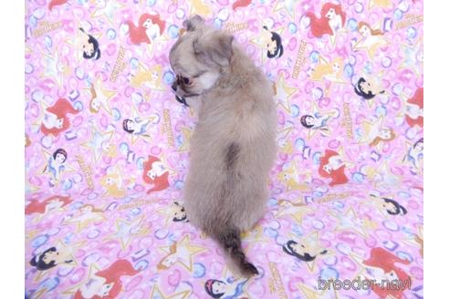 成約済の千葉県のチワワ(ロングコート)-164491の7枚目