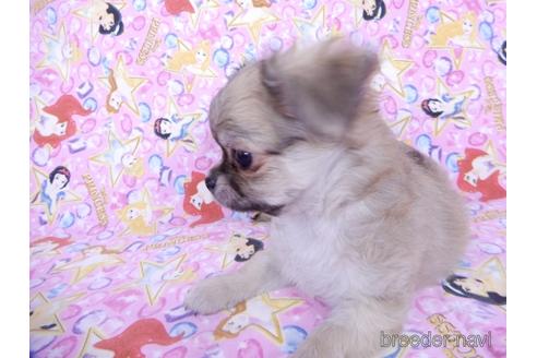 成約済の千葉県のチワワ(ロングコート)-164491の6枚目