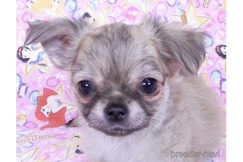 成約済の千葉県のチワワ(ロングコート)-164491の5枚目