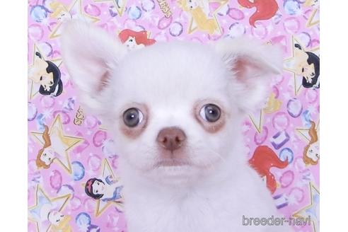 成約済の千葉県のチワワ(ロングコート)-162595の11枚目