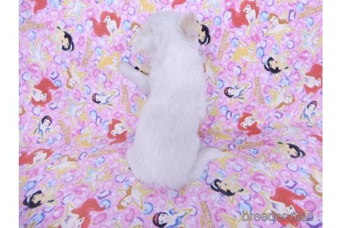 成約済の千葉県のチワワ(ロングコート)-162595の10枚目