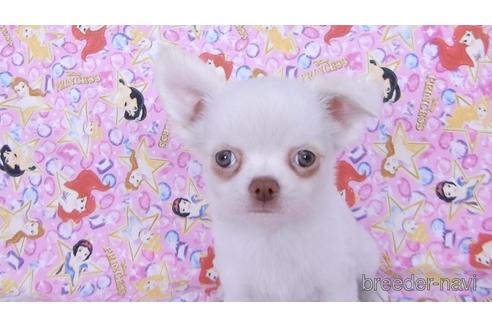 成約済の千葉県のチワワ(ロングコート)-162595の9枚目