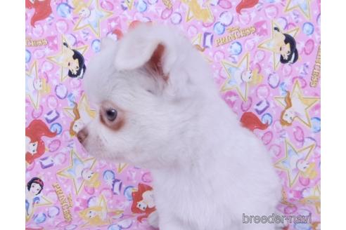 成約済の千葉県のチワワ(ロングコート)-162595の8枚目