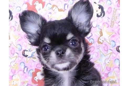 成約済の千葉県のチワワ(ロングコート)-164486の22枚目