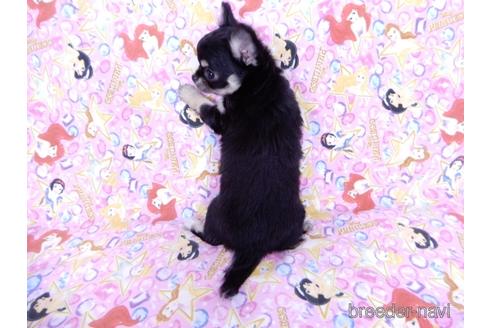 成約済の千葉県のチワワ(ロングコート)-164486の21枚目