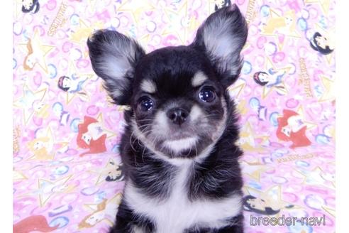 成約済の千葉県のチワワ(ロングコート)-164486の19枚目