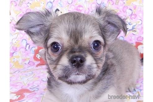 成約済の千葉県のチワワ(ロングコート)-164490の1枚目