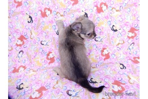 成約済の千葉県のチワワ(ロングコート)-164490の4枚目