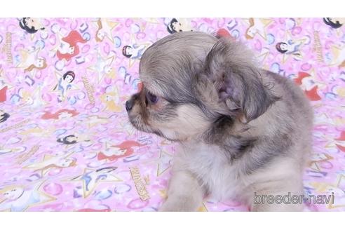 成約済の千葉県のチワワ(ロングコート)-164490の3枚目