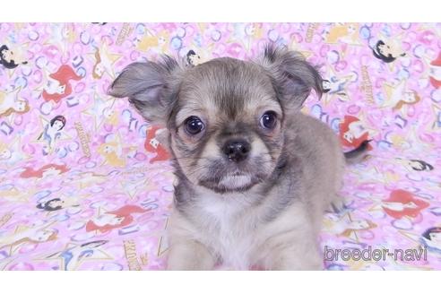 成約済の千葉県のチワワ(ロングコート)-164490の2枚目