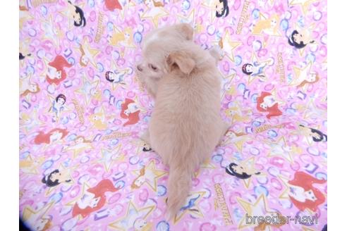 成約済の千葉県のチワワ(ロングコート)-162597の6枚目