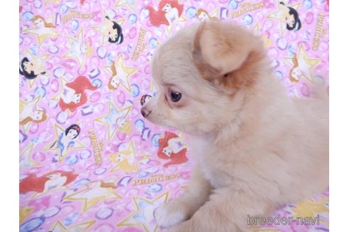 成約済の千葉県のチワワ(ロングコート)-162597の5枚目