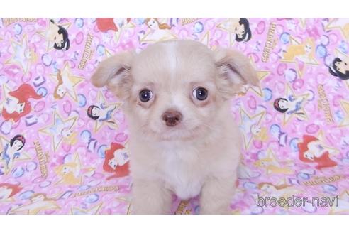 成約済の千葉県のチワワ(ロングコート)-162597の4枚目