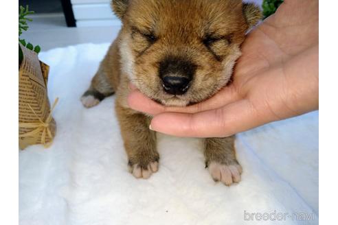 成約済の北海道の柴犬-166106の3枚目