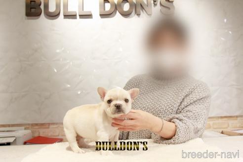 成約済の東京都のフレンチブルドッグ-166122の4枚目