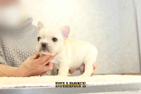 成約済の東京都のフレンチブルドッグ-166122の3枚目