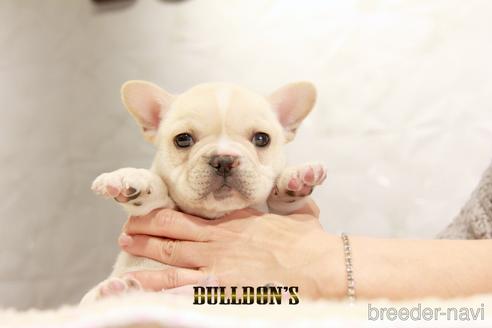 成約済の東京都のフレンチブルドッグ-166122の2枚目