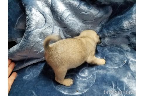 成約済の茨城県のパグ-166123の2枚目