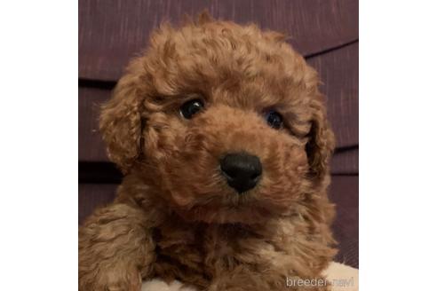 成約済の静岡県のトイプードル-166129の1枚目