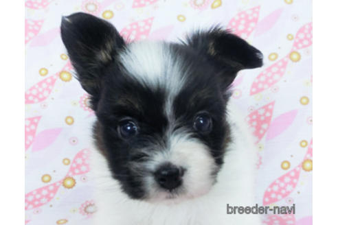 成約済の千葉県のパピヨン-166224の1枚目