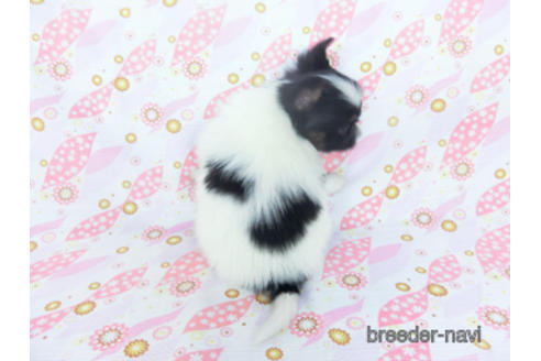 成約済の千葉県のパピヨン-166224の4枚目