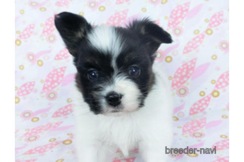 成約済の千葉県のパピヨン-166224の3枚目