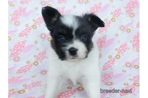 成約済の千葉県のパピヨン-166224の2枚目