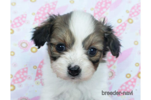 成約済の千葉県のパピヨン-166227の12枚目