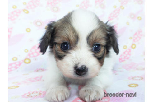 成約済の千葉県のパピヨン-166227の11枚目