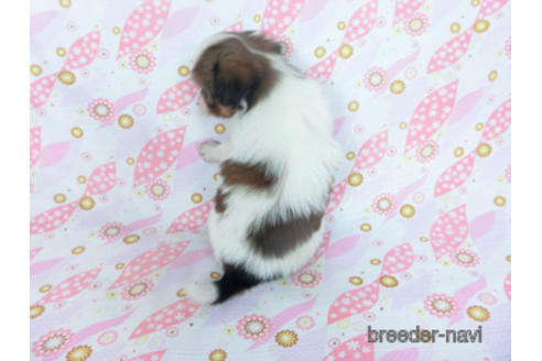 成約済の千葉県のパピヨン-166227の10枚目