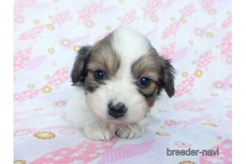 成約済の千葉県のパピヨン-166227の9枚目