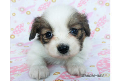 成約済の千葉県のパピヨン-166232の8枚目