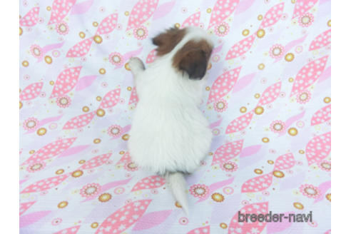 成約済の千葉県のパピヨン-166232の7枚目