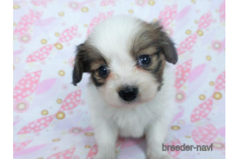 成約済の千葉県のパピヨン-166232の6枚目