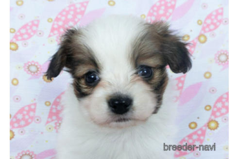 成約済の千葉県のパピヨン-166232の5枚目