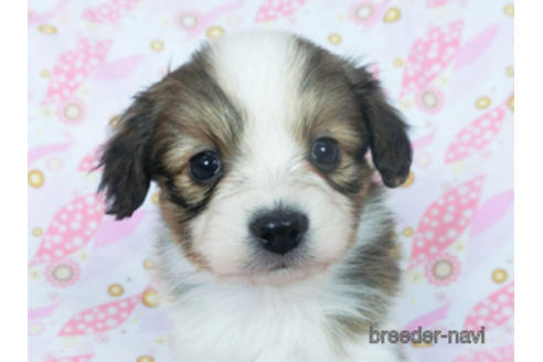 成約済の千葉県のパピヨン-166236の12枚目