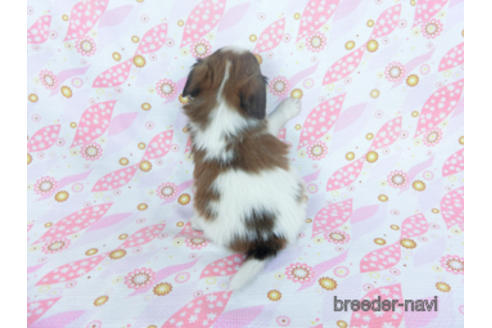 成約済の千葉県のパピヨン-166236の11枚目