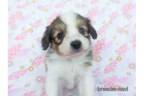 成約済の千葉県のパピヨン-166236の10枚目