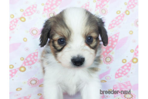 成約済の千葉県のパピヨン-166236の9枚目