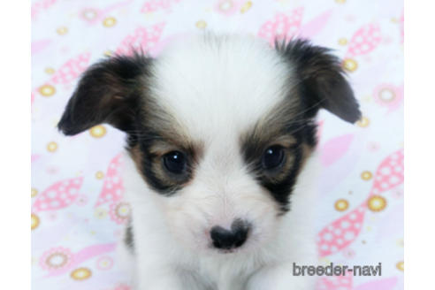 成約済の千葉県のパピヨン-165241の8枚目