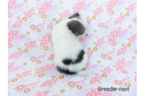 成約済の千葉県のパピヨン-165241の7枚目